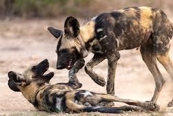 african wild dogs rehabilitation