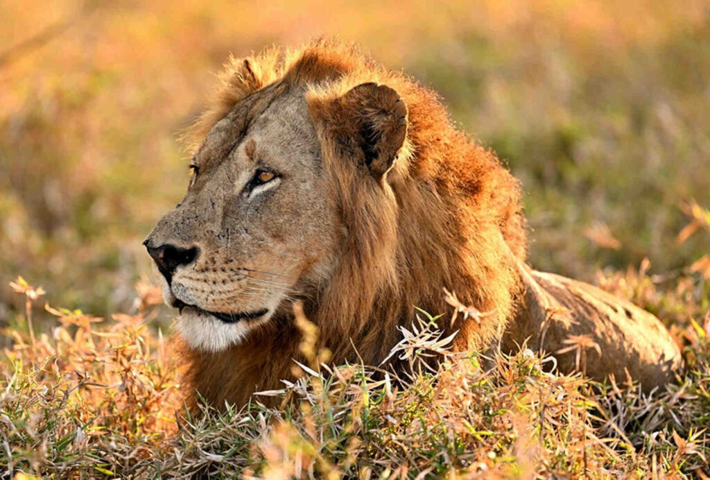 lions in recovery at gorongosa